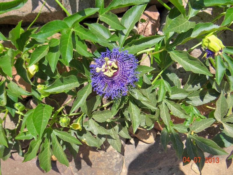 Passiflora cfr. caerulea